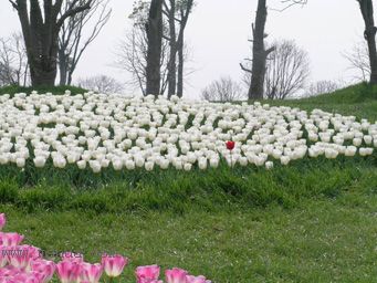 ��������չ��