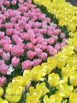 ��������չ��