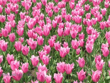 ��������չ��