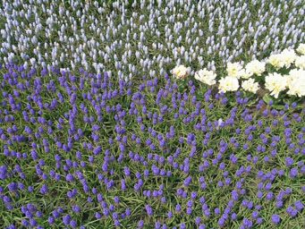 ��������չ��