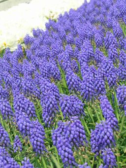 ��������չ��