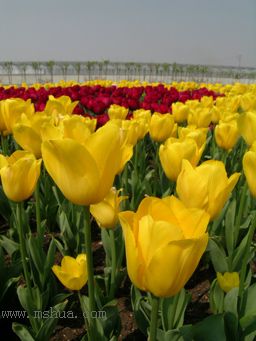 ��������չ��