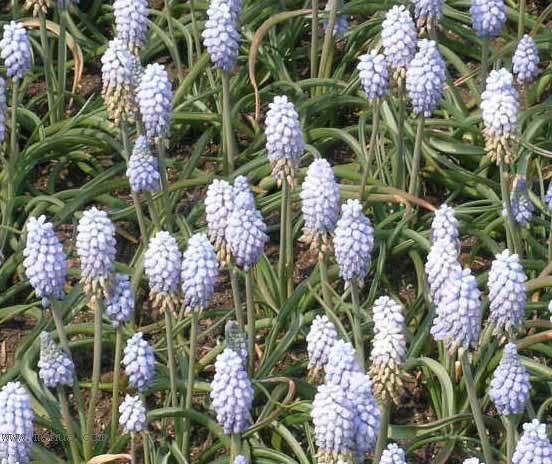 ��������չ��