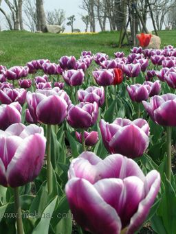 ��������չ��