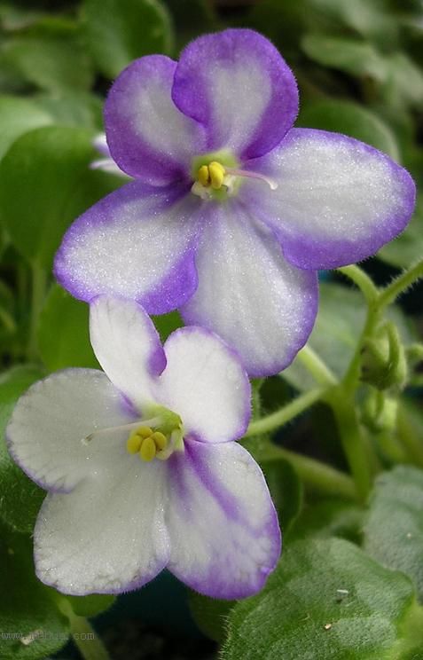 [��ˮ]��������ˮ��