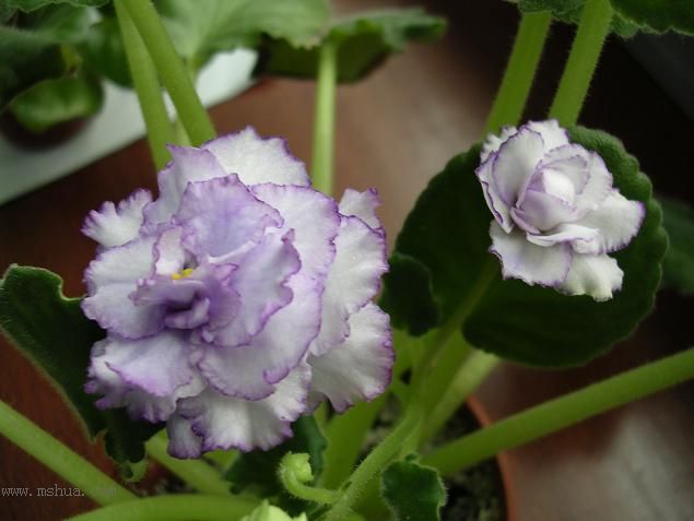 [��ˮ]��������ˮ��