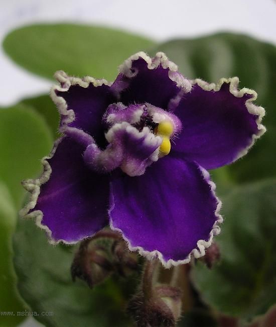 [��ˮ]��������ˮ��