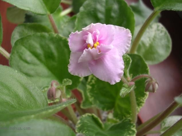 [��ˮ]��������ˮ��