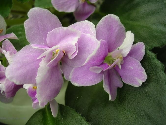 [��ˮ]��������ˮ��