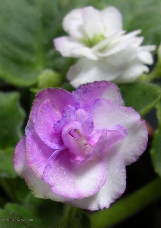 [��ˮ]��������ˮ��