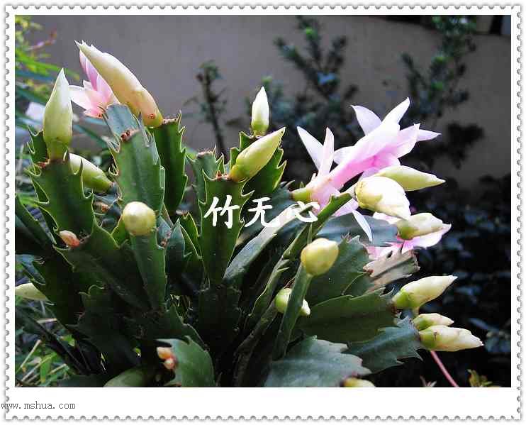 зצ����ing�����Һ졣���ۡ���