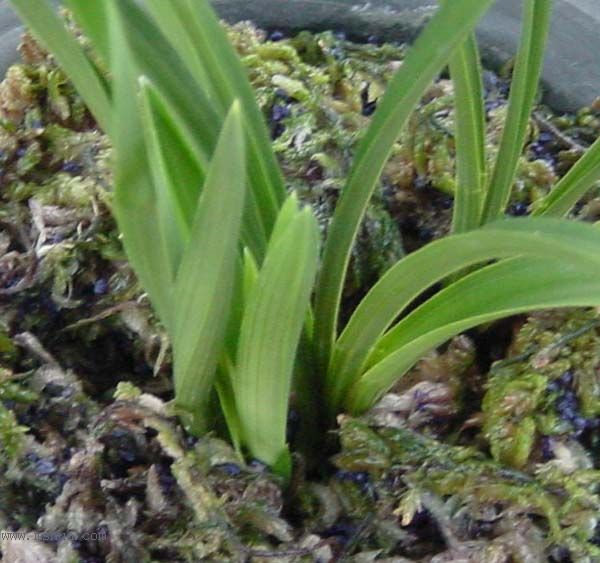 ���л���