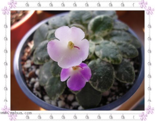 [����]Rachel������С�ǣ�P23��24ȥ������ܻ���d��