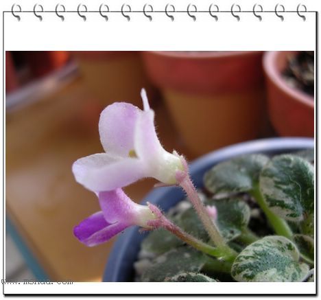 [����]Rachel������С�ǣ�P23��24ȥ������ܻ���d��