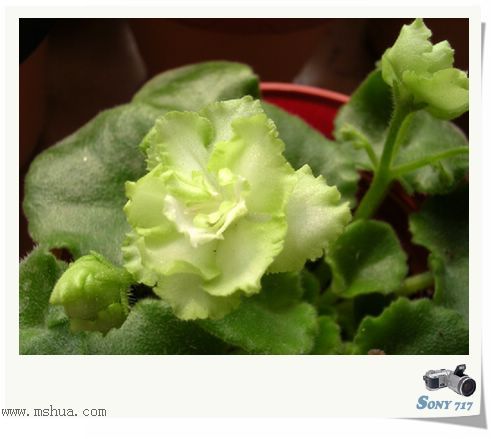 [����]Rachel������С�ǣ�P23��24ȥ������ܻ���d��