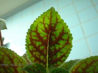 Kee Wee - ����