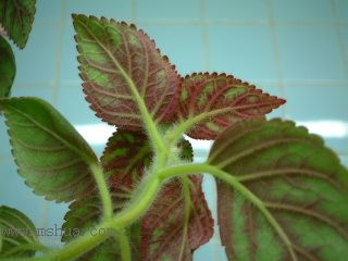 Kee Wee - ����