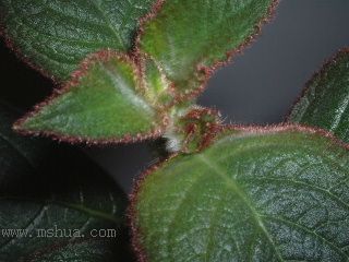 Kee Wee - ����