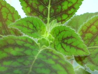 Kee Wee - ����