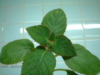 Kee Wee - ����