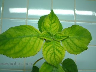 Kee Wee - ����