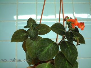 Kee Wee - ����