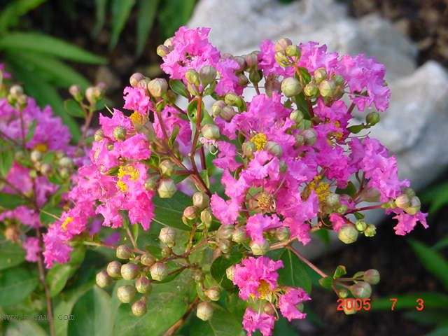 ˭������ʮ�պ�,��ޱ���Ű��껨.