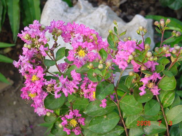 ˭������ʮ�պ�,��ޱ���Ű��껨.