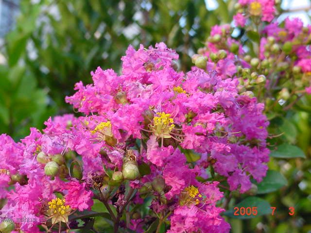 ˭������ʮ�պ�,��ޱ���Ű��껨.