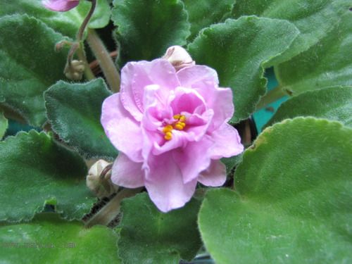 ���¼ҵ�������