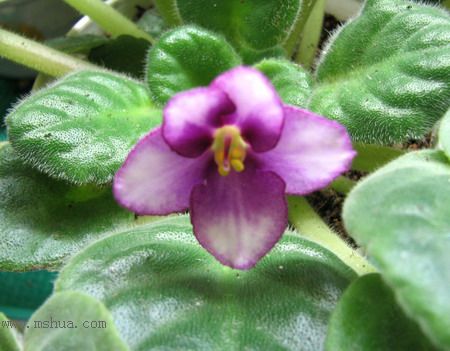 ���¼ҵ�������