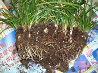 �L���m�Nֲ RAINLILY