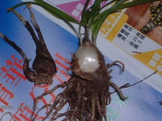 �L���m�Nֲ RAINLILY