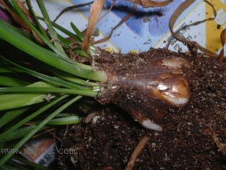 �L���m�Nֲ RAINLILY