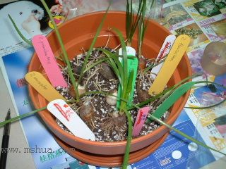 �L���m�Nֲ RAINLILY