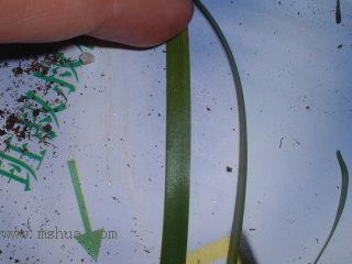 �L���m�Nֲ RAINLILY