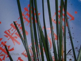 �L���m�Nֲ RAINLILY