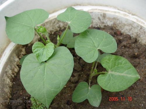 �ո�����żҲ��������