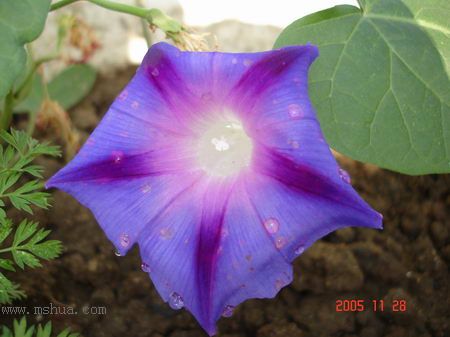 �ո�����żҲ��������