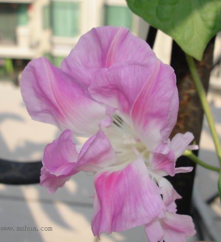 �ո�����żҲ��������