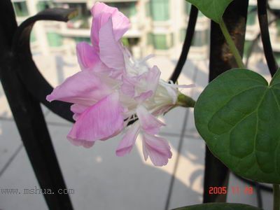 �ո�����żҲ��������