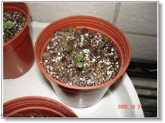 �ո�����żҲ��������