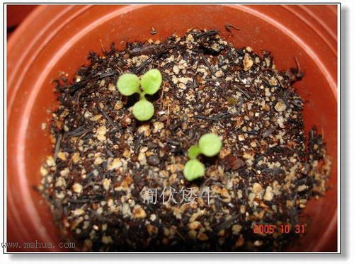 �ո�����żҲ��������