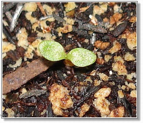 �ո�����żҲ��������