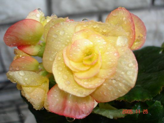 �ո�����żҲ��������