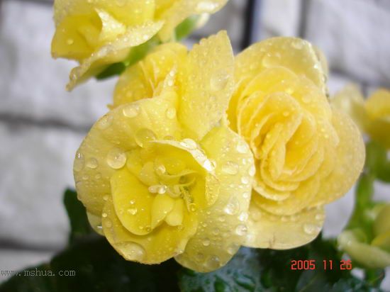 �ո�����żҲ��������