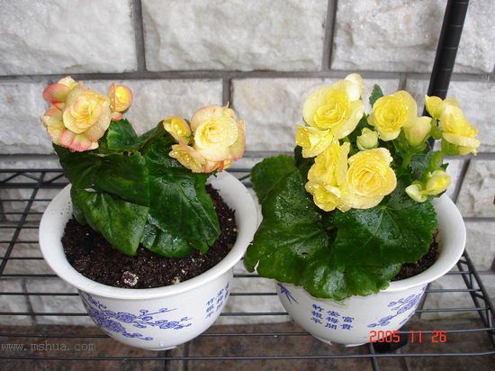 �ո�����żҲ��������