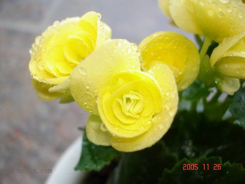 �ո�����żҲ��������