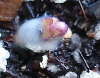 �ո�����żҲ��������