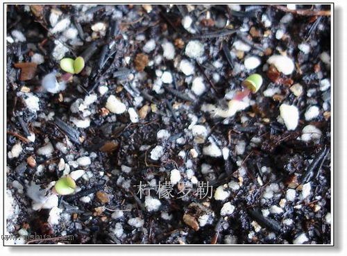 �ո�����żҲ��������